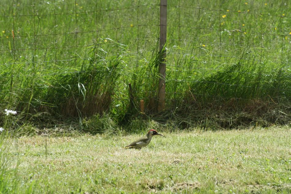 Green Woodpecker On The Meadow