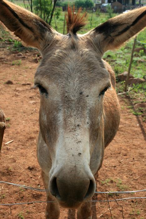 sleepy gray donkey on the farm