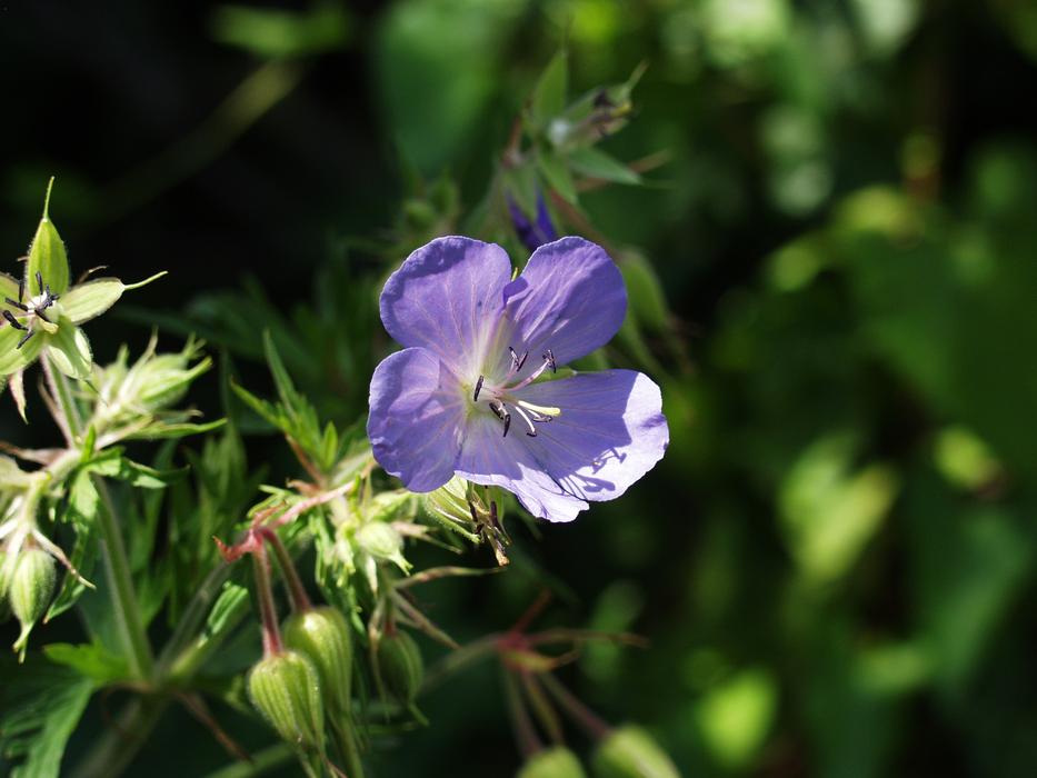 blue wild geranium at sunlight