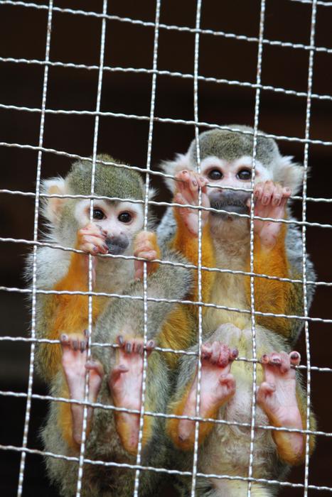 Cute, colorful and beautiful monkeys behind the fence, at the Nagasaki Bio Park