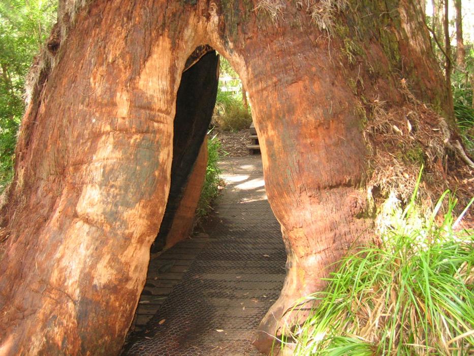 Tree Huge Base
