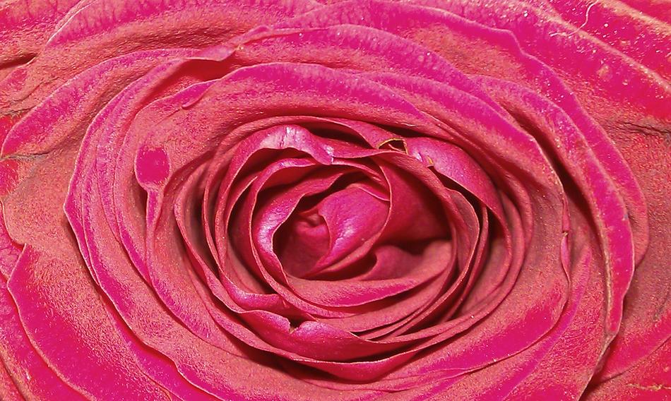 Queen Of Flowers Rose Rosaceae