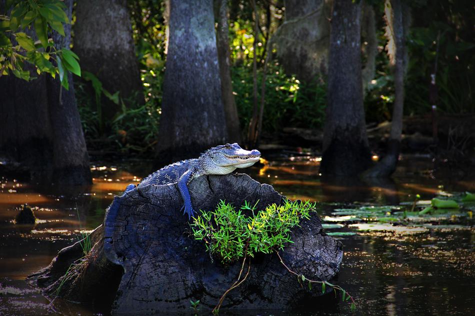 in the exotic nature of Louisiana