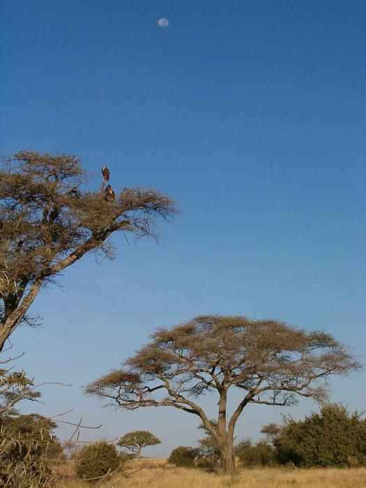 Trees and Moon in Kruger National Park