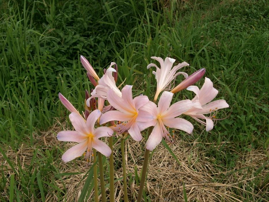 lily bush with pink flowers in the meadow