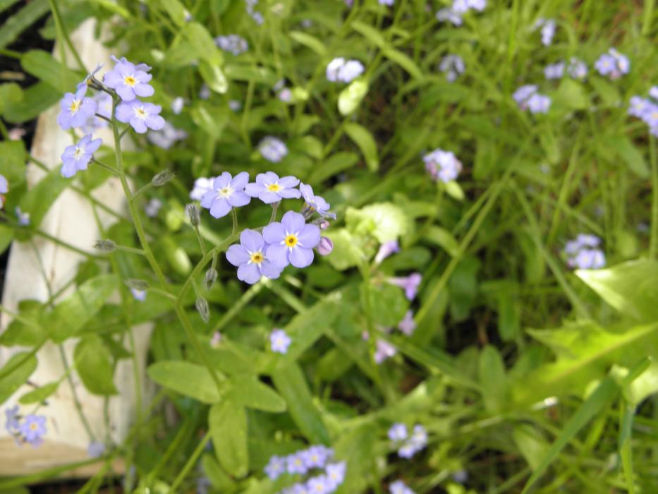 Forget Me Not Flower close-up on blurred background