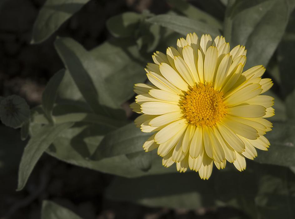 incredibly beautiful Marigold Flowers