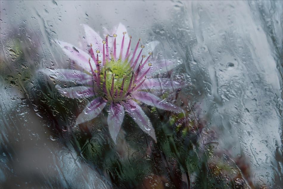 Blossom Rainy Drops