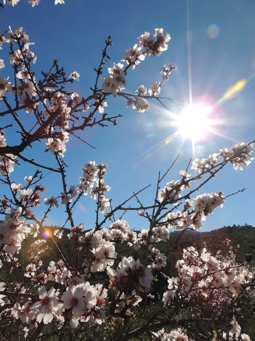 Almond Blossom in Bernia