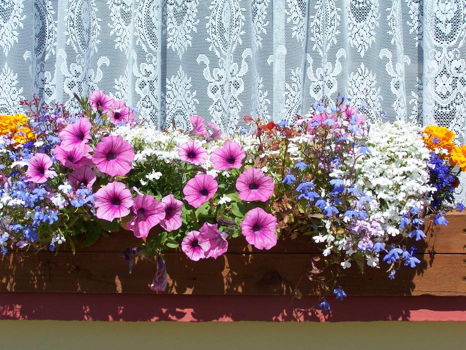 Colorful Flowers in Box at window
