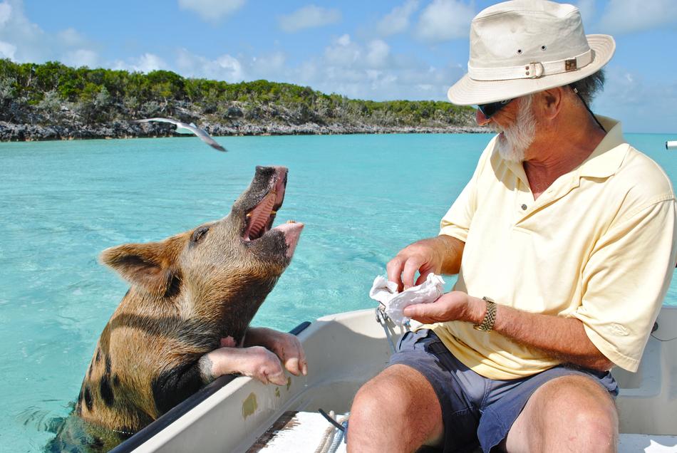 Staniel Cay Exumas Bahamas swimming pig