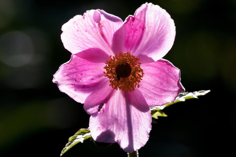 Anemone Japan