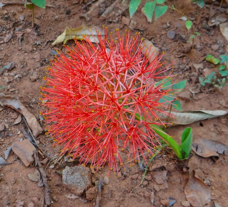 perfect Lily Scadoxus Multiflorus