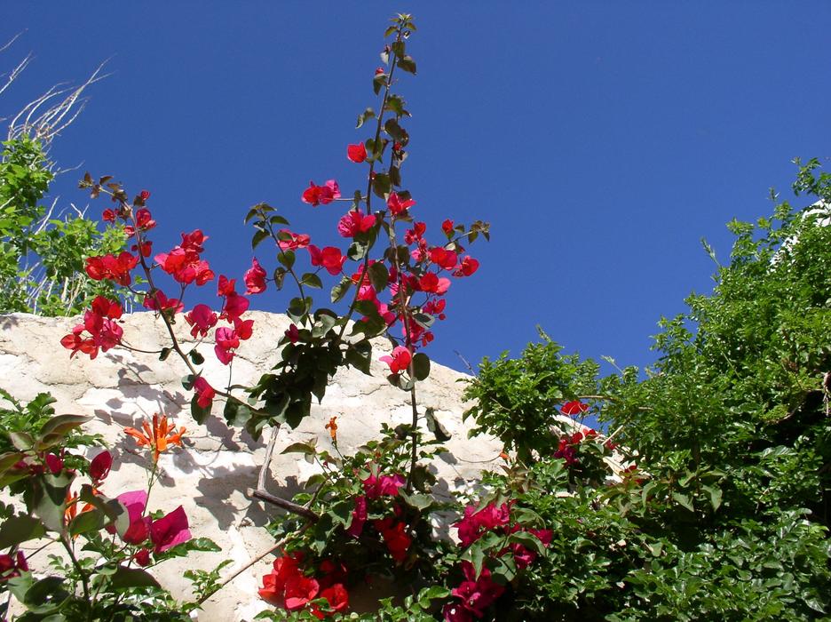 flowers in the nature of greece