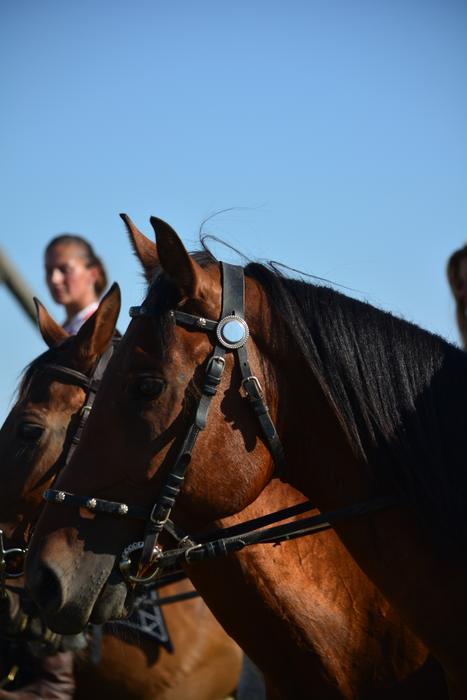 bay horse head with black bridle close up