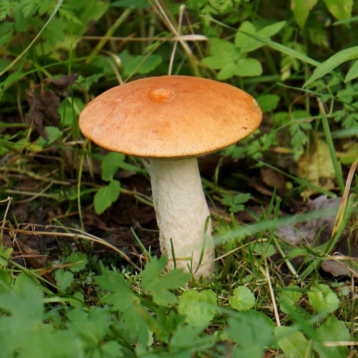 Close-up of the brown and white mushroom among the plants with leaves