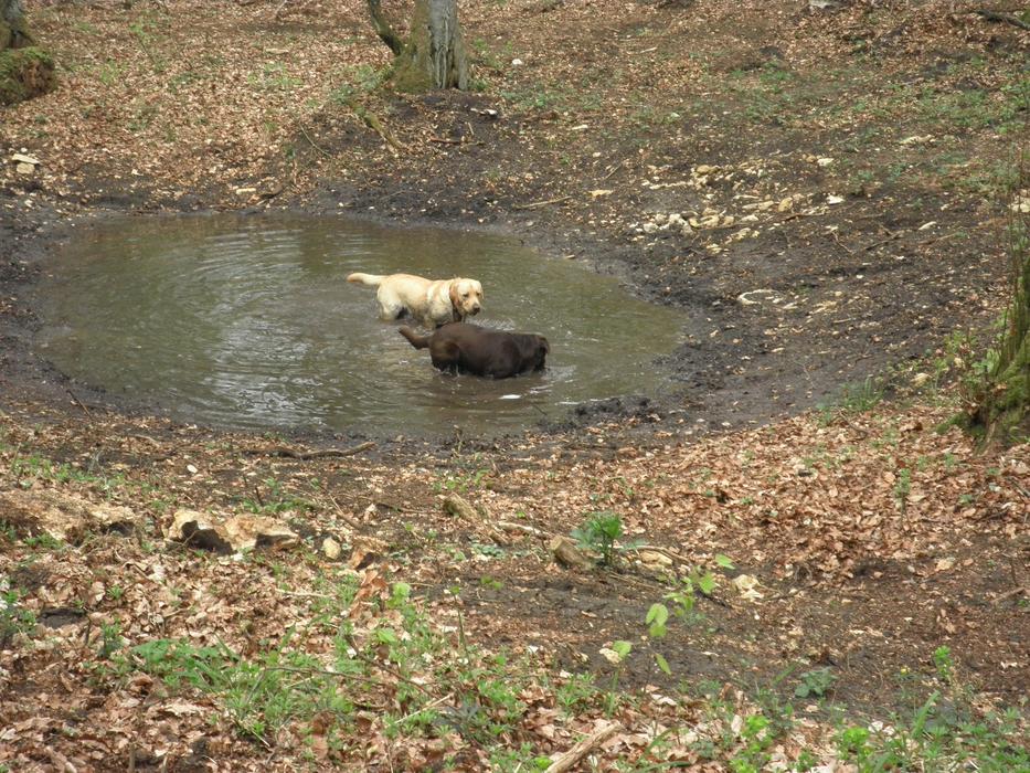 brown and white labradors in a puddle in the park