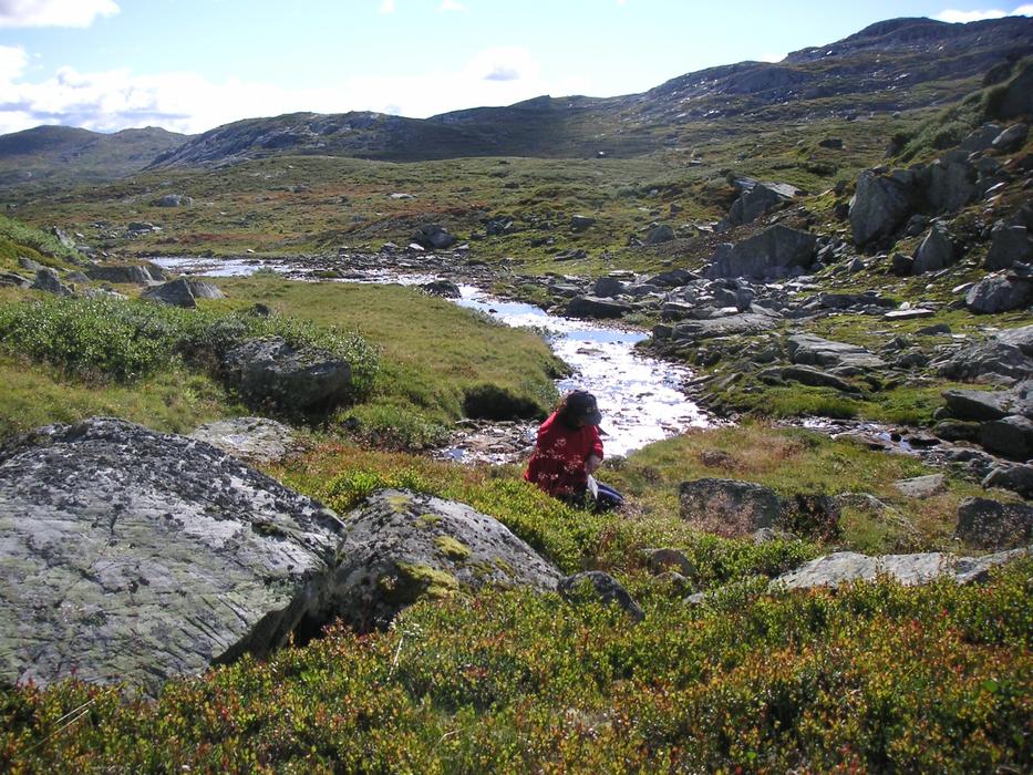 girl picking blueberry at scenic mountains, norway, Jotunheimen national park