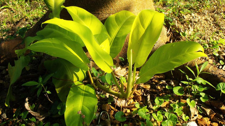 Leaves Light Green under the tree close-up