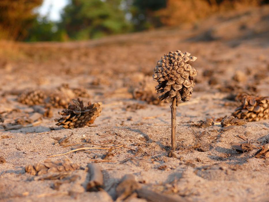 pine cones on the ground on a blurred background