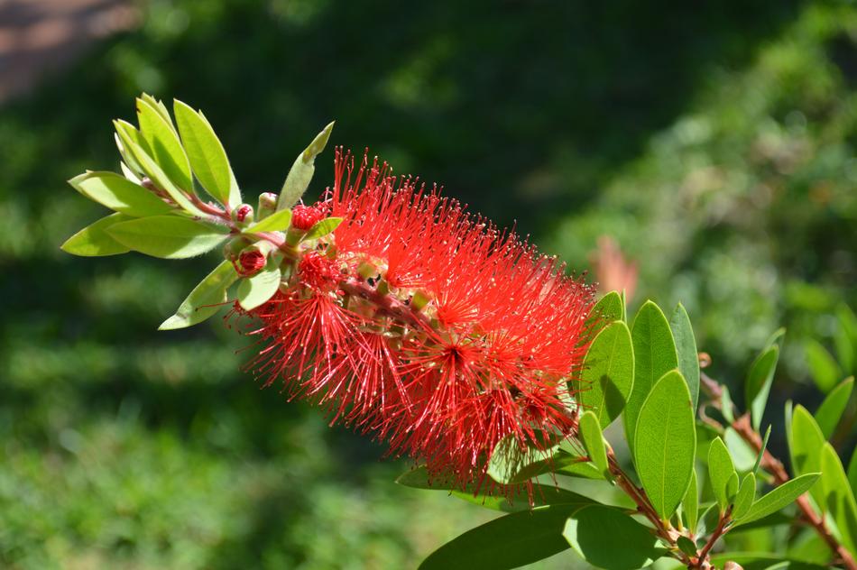 Callistemon shrub in blurred background