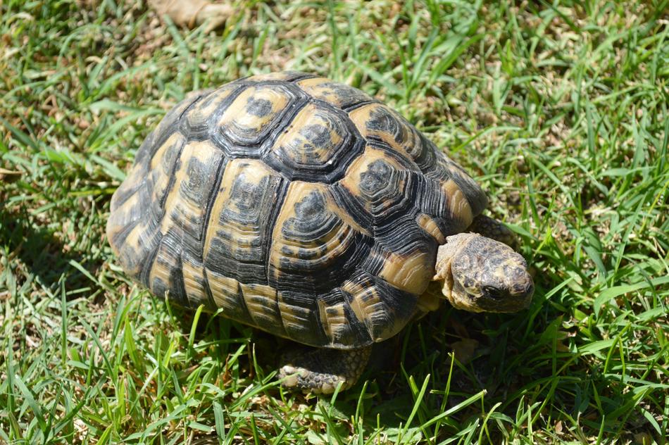 Moorish Greek Turtle