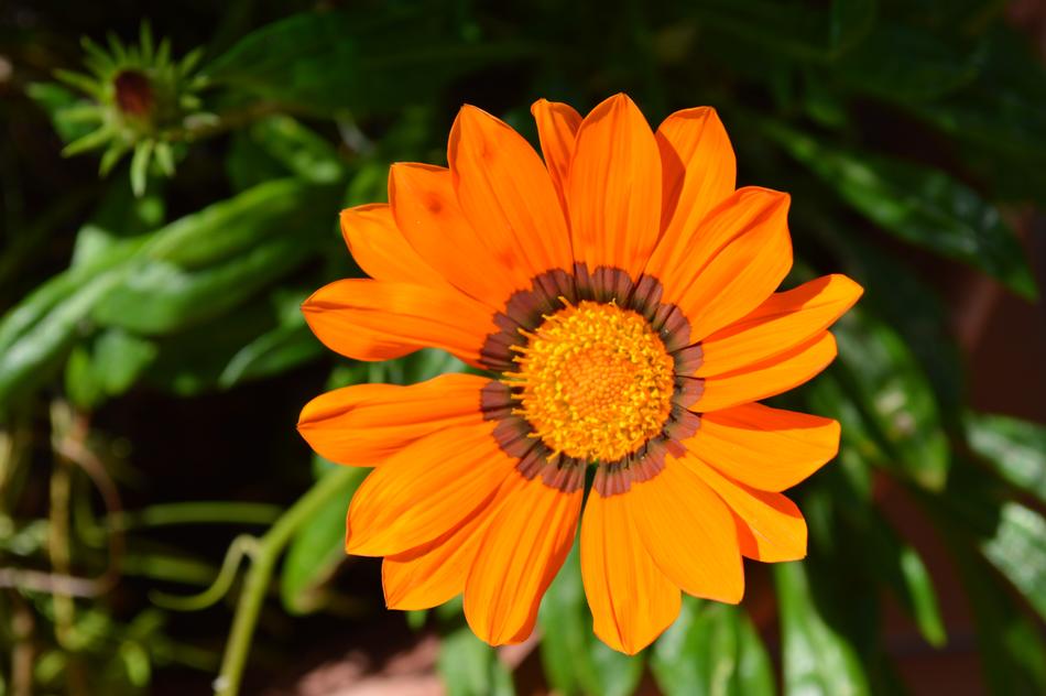 goodly Orange Blossom