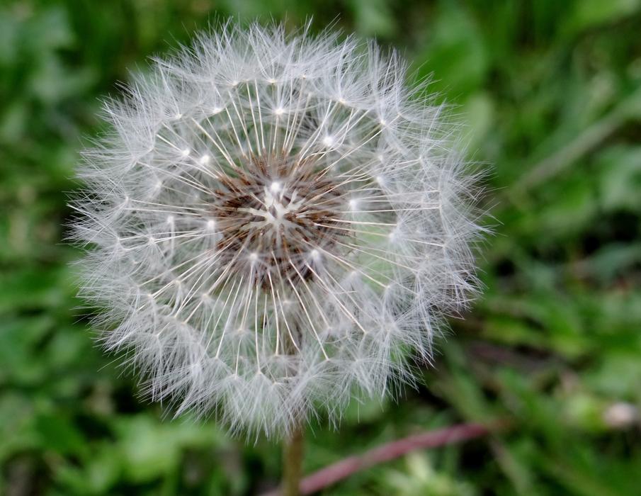Dandelion The Wayside Pointed