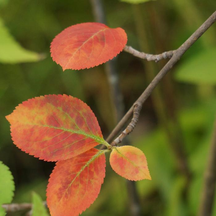Autumn Red Leaves in Aronia
