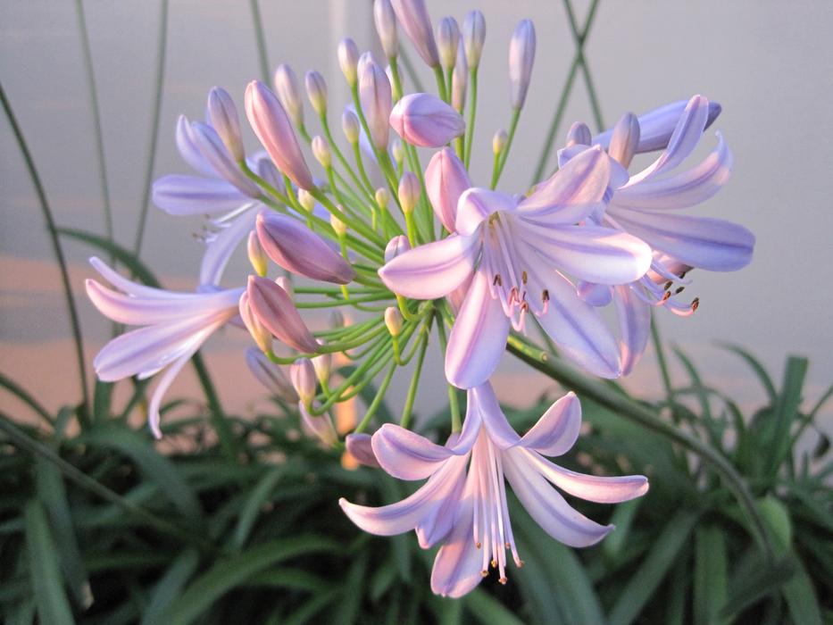 incredibly beautiful Agapathus Flower Light