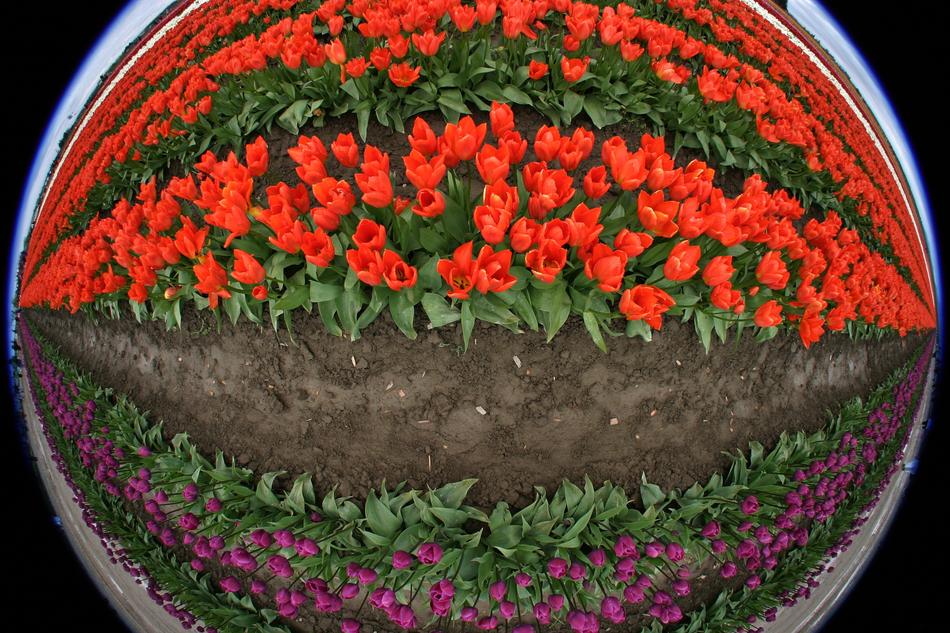 Ball with the beautiful, red and purple tulips in the soil, at black background, clipart