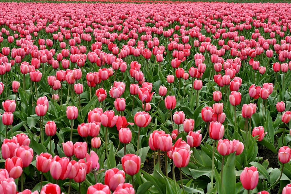 field of pink tulips close up