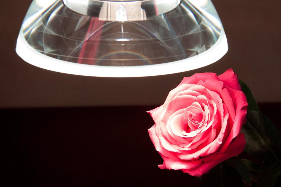 crystal lamp over red rose