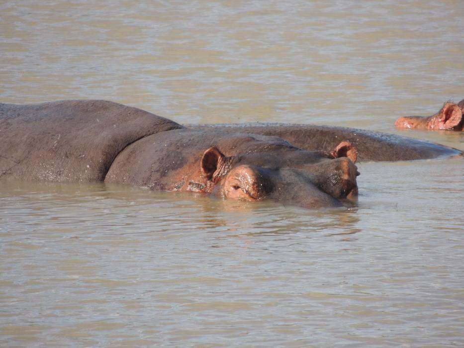 wild Hippopotamus Swimming