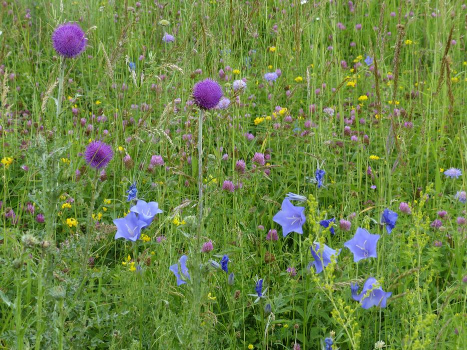 Mager Meadow Flowers