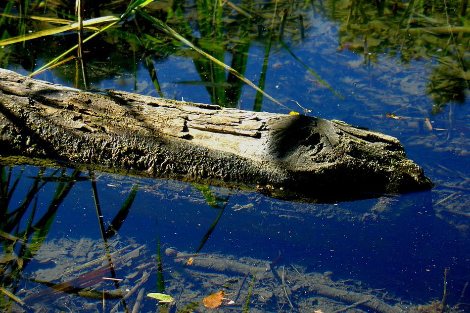log in Water Pond Lake