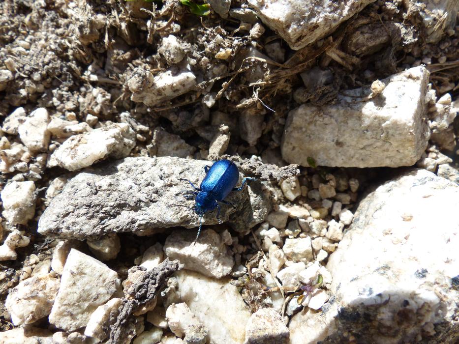Beetle Blue Glazed Includes Leaf