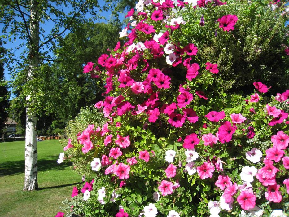 Petunia Arrangement Park