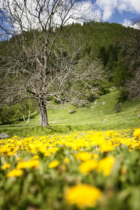 Tree and Flower Yellow in the landscape