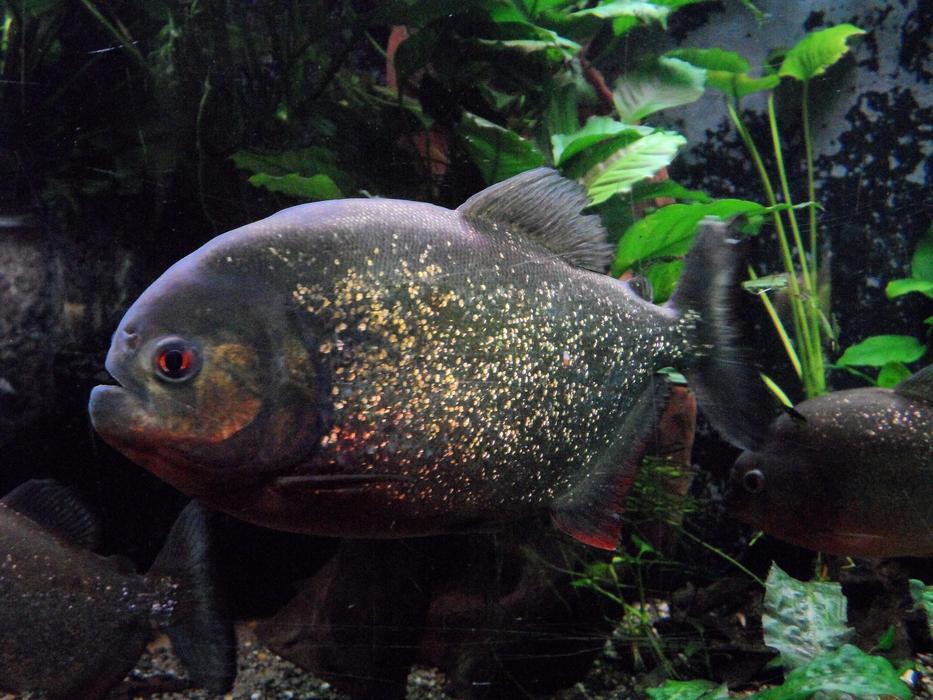 Piranha in Aquarium Zoo
