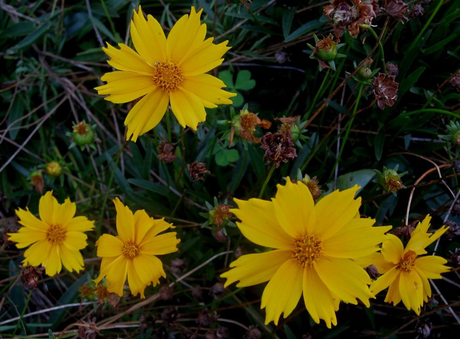 Daisies Bright Yellow Flowers