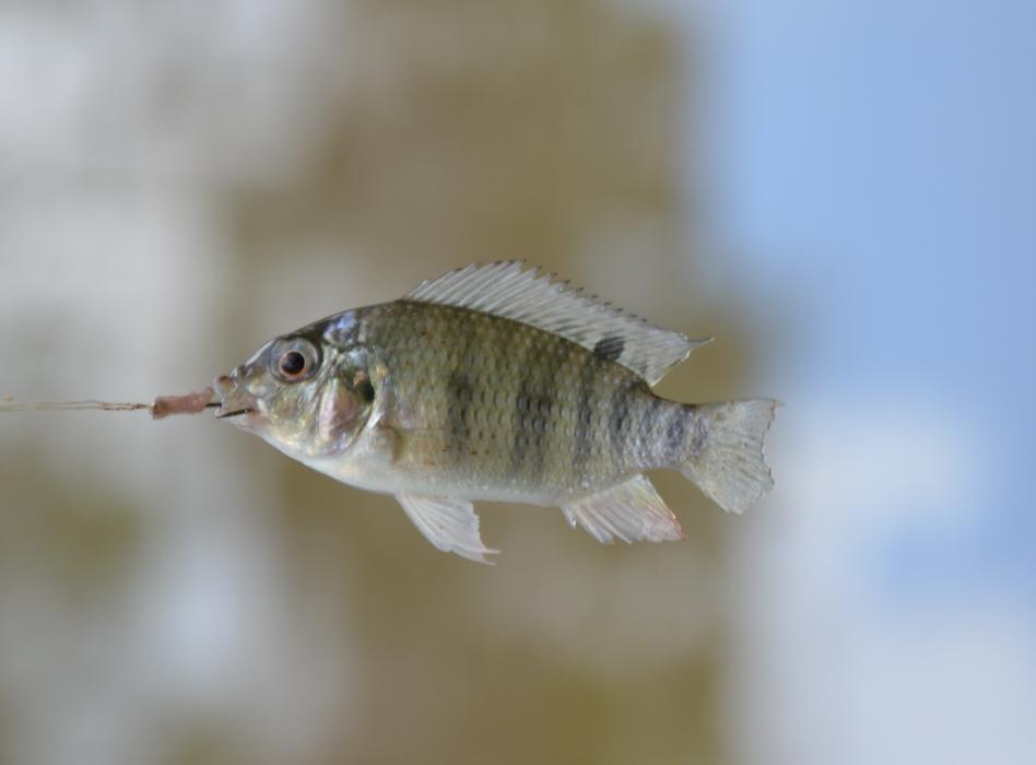 Close-up of the colorful fish on the hook, at blurred background