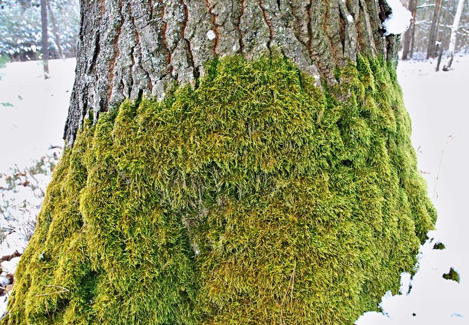 green moss on the trunk of an oak in winter