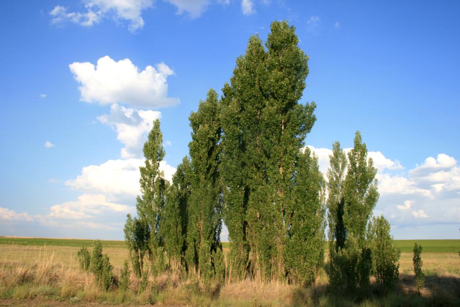 Trees Green Lombardi Poplar Dry