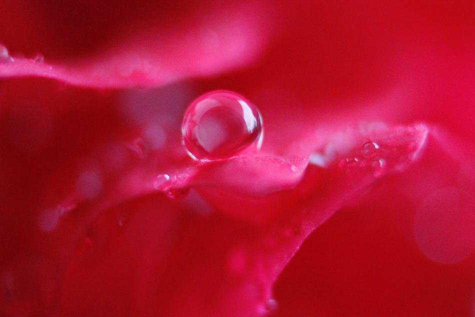 Drop Of Water Clear Macro red