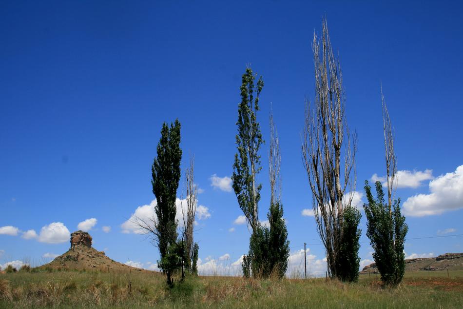 Beautiful and colorful Four Poplars with plants, under the blue sky with clouds