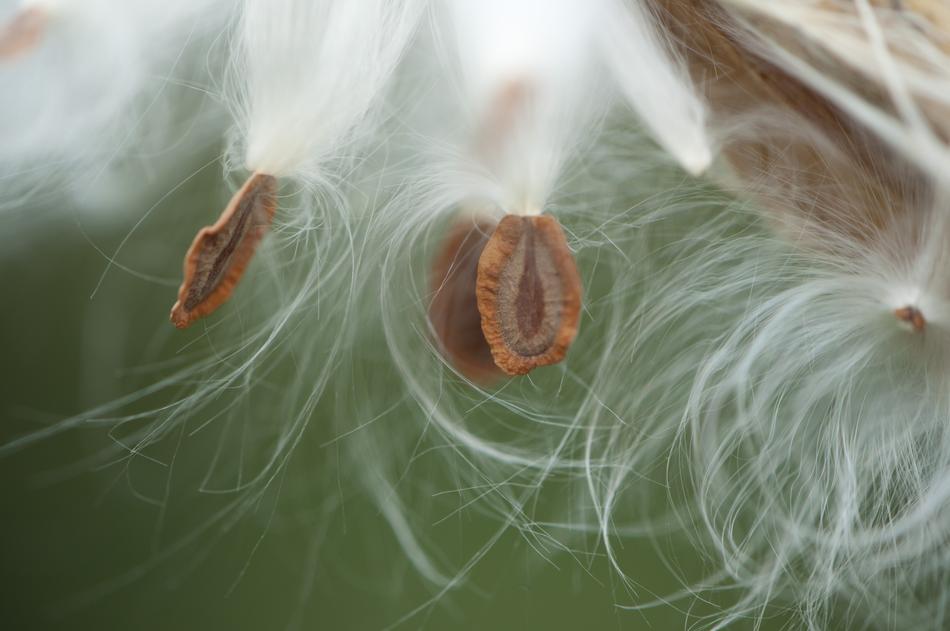Milkweed Pod Seeds Macro on a blurred background