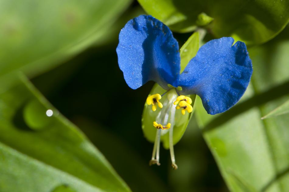 Beautiful blue flower with yellow core with green leaves in New England