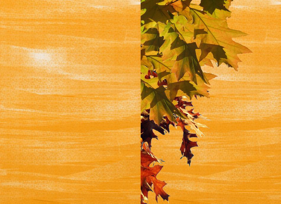 autumn colorful emerge