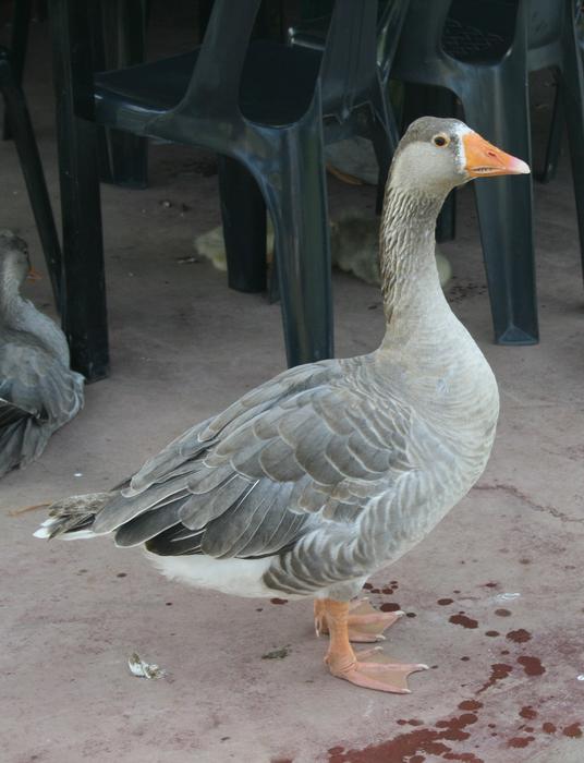 fat gray goose